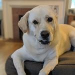 Veterinary Specialty Group of Glendora