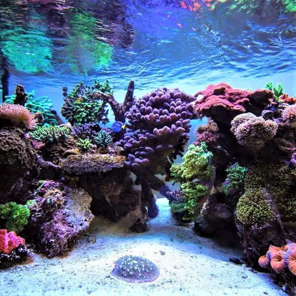 Fintastic Aquariums of Frederick Picture 9