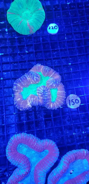 Fintastic Aquariums of Frederick Picture 8