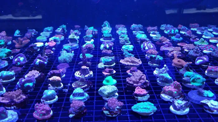Fintastic Aquariums of Frederick Picture 7