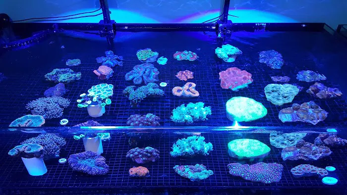 Fintastic Aquariums of Frederick Picture 6