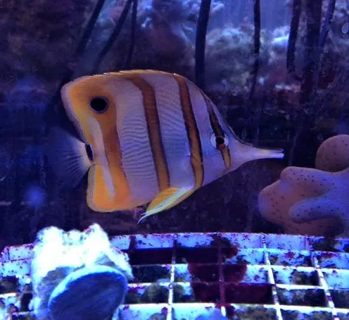 Fintastic Aquariums of Frederick Picture 5