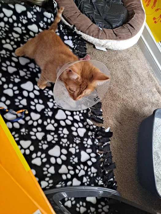 Foothill Animal Hospital Best Upland Vet Picture 5