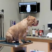 Foothill Animal Hospital Best Upland Vet ico