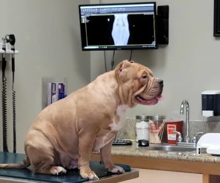 Foothill Animal Hospital Best Upland Vet
