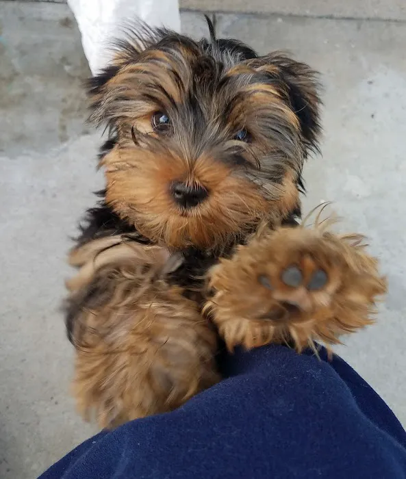 Foothill Animal Hospital Best Upland Vet Picture 7