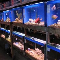 Aquatic Creations Ltd ico