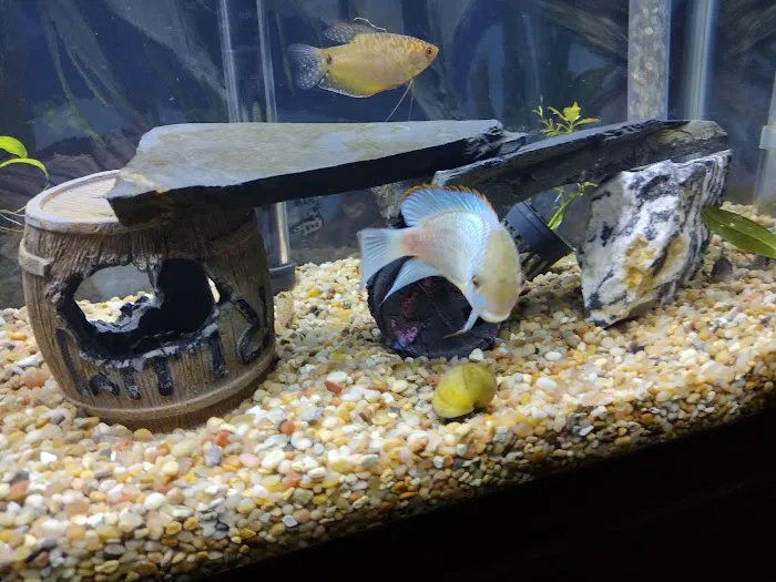 Aquatic Creations Ltd Picture 5