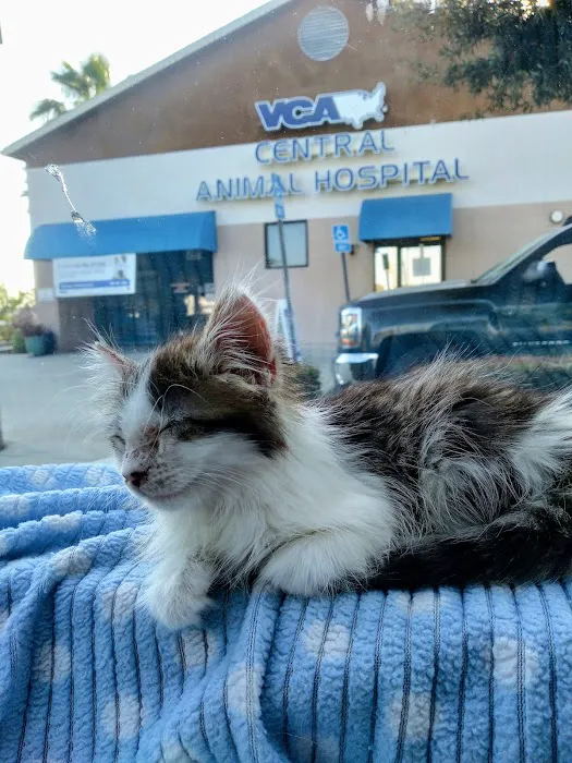 VCA Central Animal Hospital Picture 3