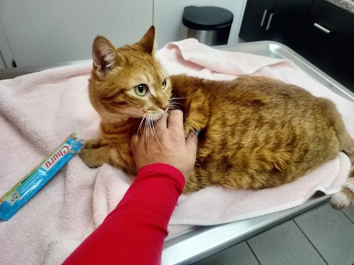 VCA Central Animal Hospital Picture 5