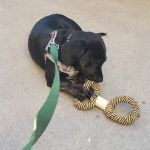 Mountain Avenue Animal Hospital: Kim Helen DVM