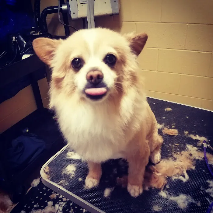 Mountain Avenue Animal Hospital Picture 6