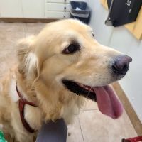 Mountain Avenue Animal Hospital ico