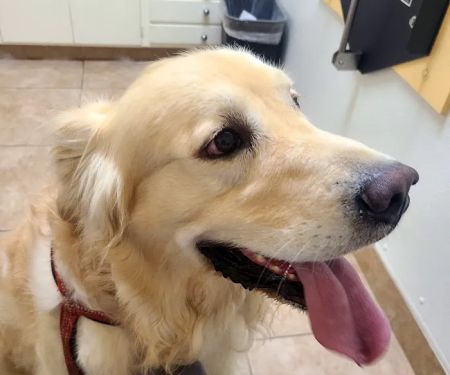 Mountain Avenue Animal Hospital