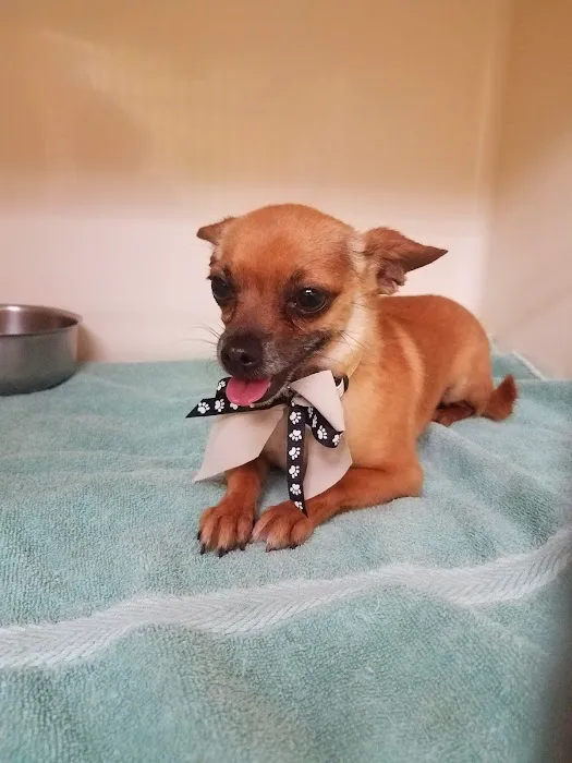 Mountain Avenue Animal Hospital Picture 5