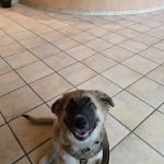 Claremont Veterinary Hospital