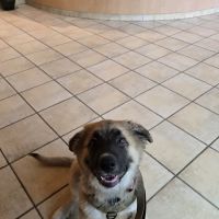 Claremont Veterinary Hospital ico
