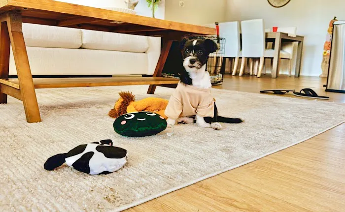 Claremont Veterinary Hospital Picture 4