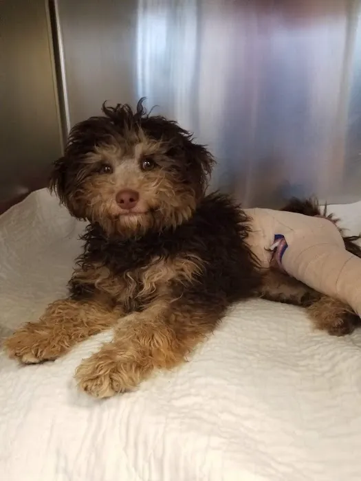 Alleve Animal Hospital Picture 3