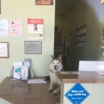 Alleve Animal Hospital