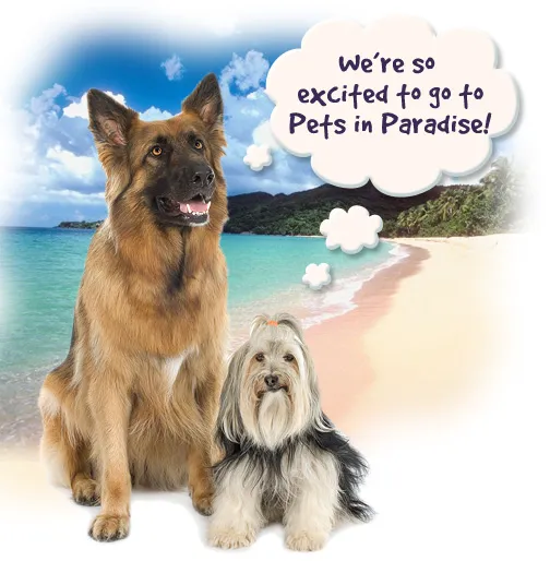 Pets in Paradise 2 Picture 8