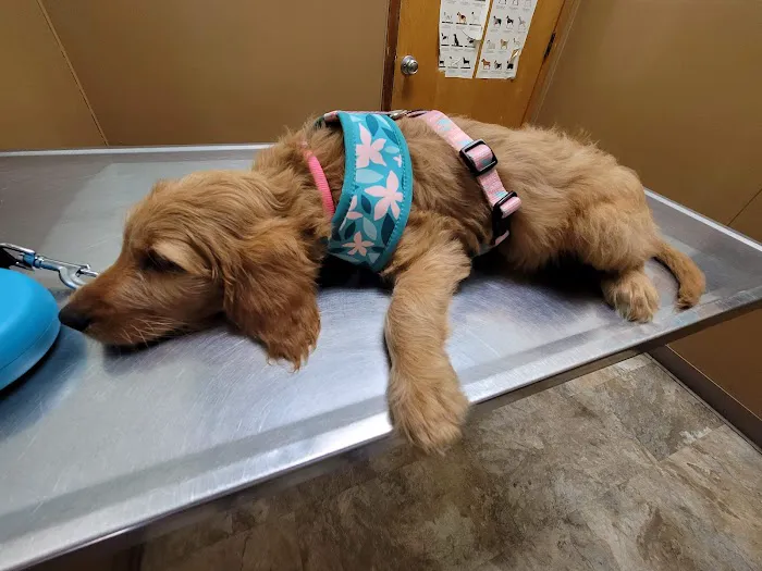 Euclid-Walnut Pet Clinic Picture 9