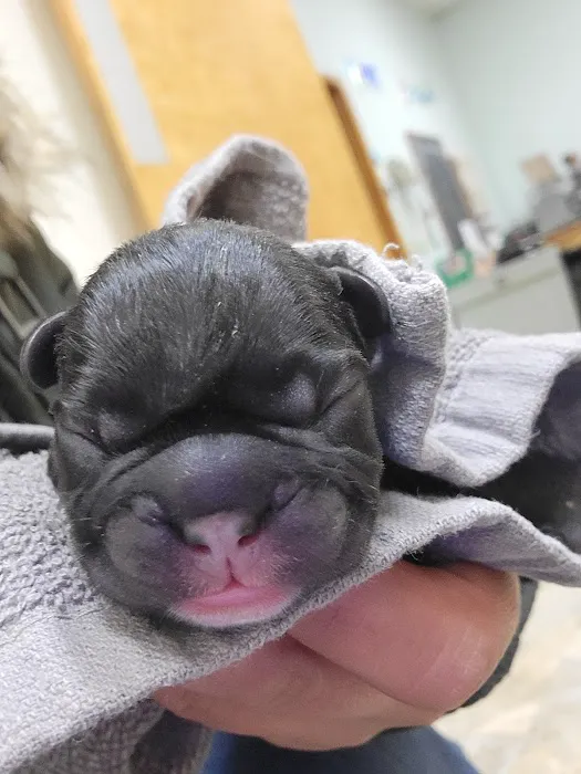 Euclid-Walnut Pet Clinic Picture 3