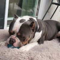 Euclid-Walnut Pet Clinic ico