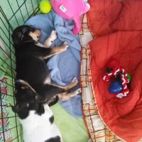 Petco ico