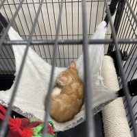 Ontario Veterinary Hospital ico