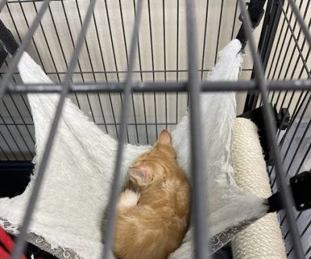 Ontario Veterinary Hospital