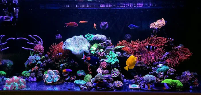 FantaSEA Aquariums | Aquarium Design, Installation, and Service Picture 10