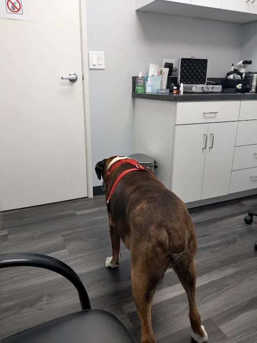 Eye Care for Animals - Upland Picture 3