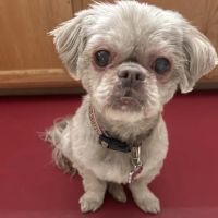 Eye Care for Animals - Upland ico