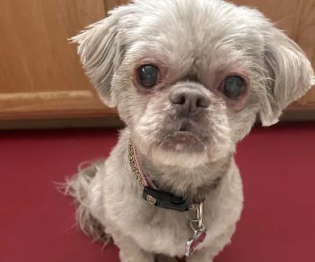 Eye Care for Animals - Upland