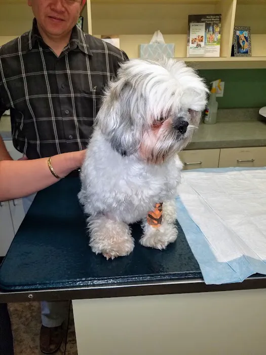 Eye Care for Animals - Upland Picture 10