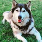 Inland Valley Veterinary Specialists & Emergency Center