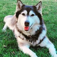 Inland Valley Veterinary Specialists & Emergency Center ico