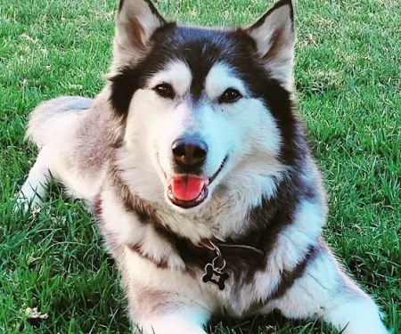 Inland Valley Veterinary Specialists & Emergency Center