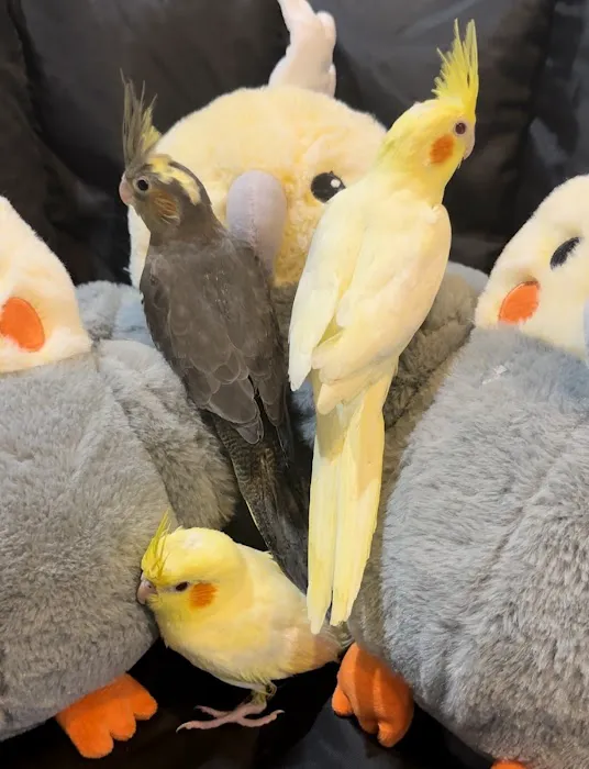 Hancock Cockatiels Picture 4