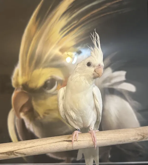 Hancock Cockatiels Picture 1
