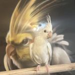 Hancock Cockatiels