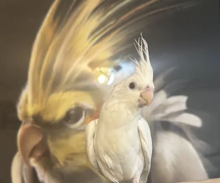 Hancock Cockatiels