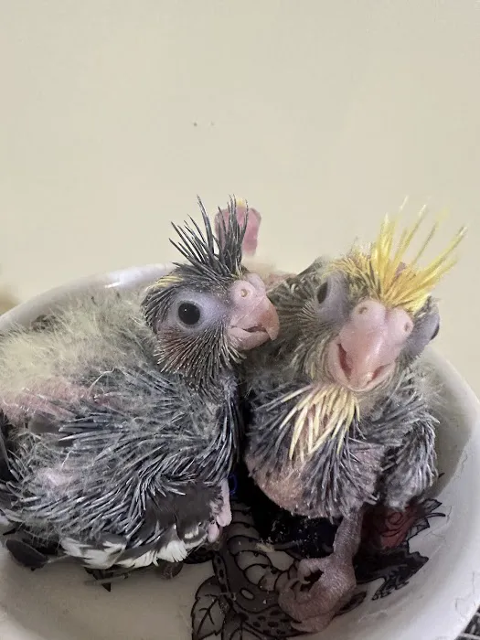 Hancock Cockatiels Picture 3