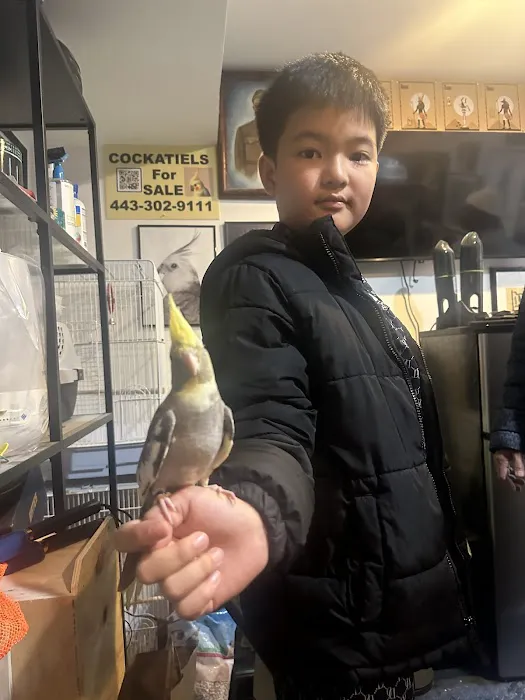 Hancock Cockatiels Picture 6