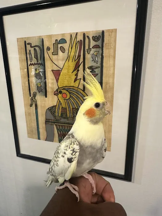 Hancock Cockatiels Picture 9