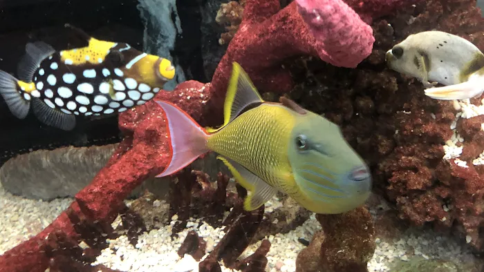 Tropical Lagoon Aquarium Picture 10