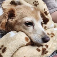 MarQueen Pet Emergency & Specialty ico