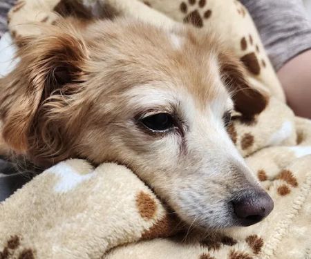 MarQueen Pet Emergency & Specialty