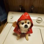 Mountain View Veterinary Hospital